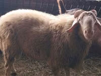 Berbec, Assaf sheep — foto 1