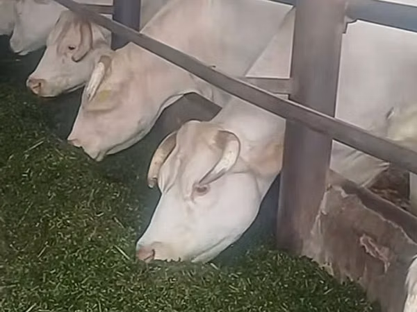 Vacă, Bovine