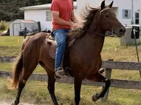 Stute, Rocky Mountain Horse — Foto 2