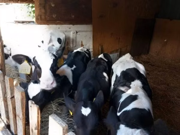 Bull, Russian Black pied cattle