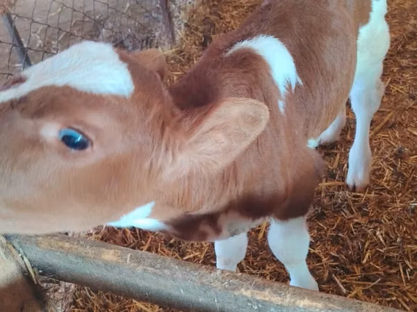 Bull, Montbéliarde