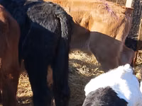 Bovine (lot, sex nespecificat), Simmental cattle — foto 4