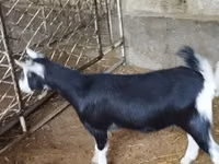 बकरी, Alpine goat — फ़ोटो 5
