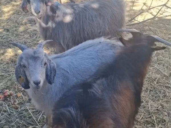 Capră, Capre
