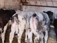 Bull, Belgian Blue — photo 3