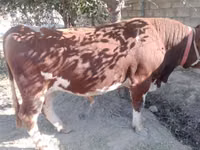 公牛, Simmental cattle — 照片 1