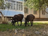 Carnero, Ovejas — foto 4