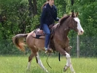 حصان, Pinto horses — الصورة 6