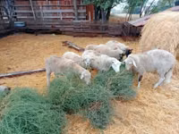 公羊, Sheep — 照片 5