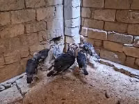 برونز — الصورة 5