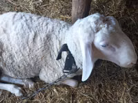 Carnero, Awassi sheep — foto 2