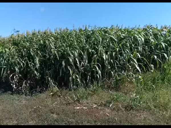 Продаю Сорго на силос.
