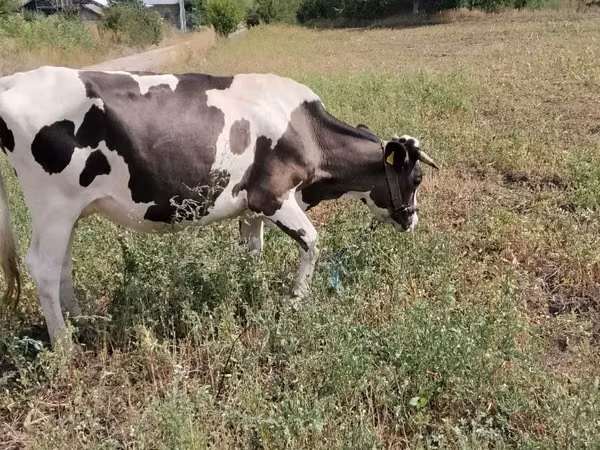 Kuh, Holstein-Rasse — Republik Moldau