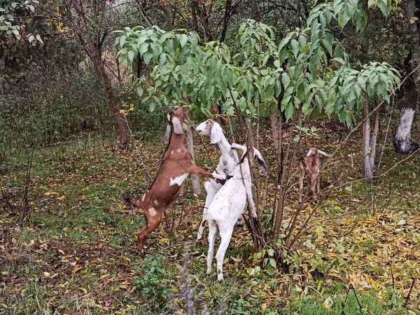 Chèvre, Nubian Goat