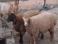 Sheep, Sheep — photo 6
