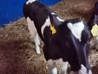 Bou, Russian Black pied cattle — foto 5