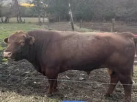 Bou, Aberdeen-Angus — foto 1