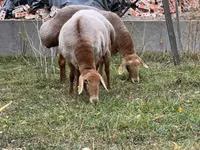Oaie, Arashan sheep — foto 1