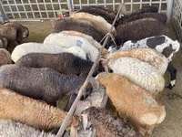 نعجة, Krasnoyarsk sheep — الصورة 4