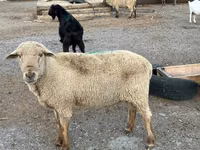 Qoç, Hampshire sheep — foto 7