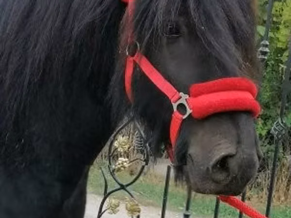 Hengst, Fell pony