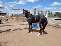حصان, Akhal-Teke — الصورة 7