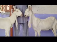 Capră, Gulabi goats — foto 5