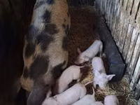 猪（批次，未指定性别）, Pigs — 照片 2