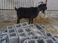 Capră, Czech Brown Shorthaired goats — foto 2