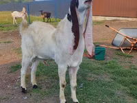 Bode, Gulabi goats — foto 5