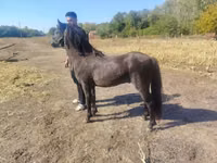 Horse (M), Horses — photo 2