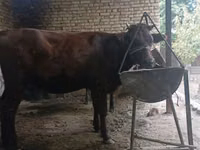 गाय, कल्मिक नस्ल — फ़ोटो 6