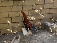 Shamo chickens — foto 5