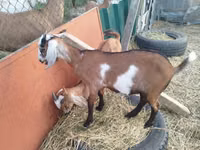عنزة, LaMancha goats — الصورة 5