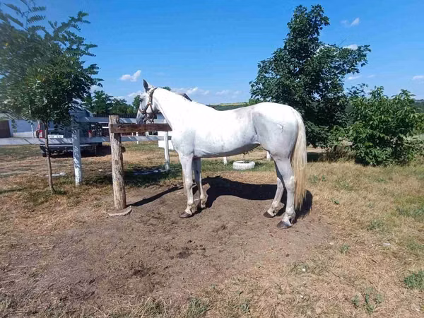 Iapă, Orlov Trotter