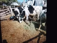 Bull, Russian Black pied cattle — photo 1