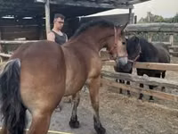 公马, Horses — 照片 1