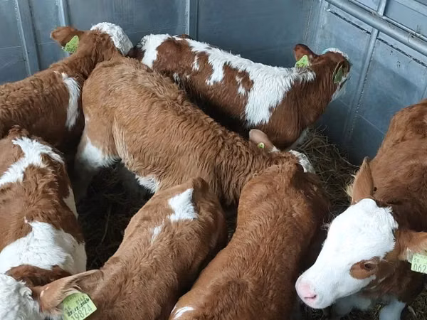 Bulle, Simmental cattle