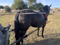 Cal, Nonius horse — foto 7
