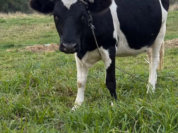 بقرة, Swiss cattle