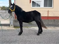 公马, Horses — 照片 1