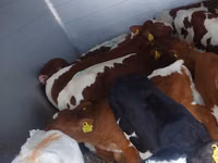 公牛, Simmental cattle — 照片 4