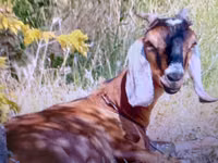 Capră, Nubian Goat — foto 1