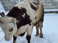 Bou, Bovine — foto 2