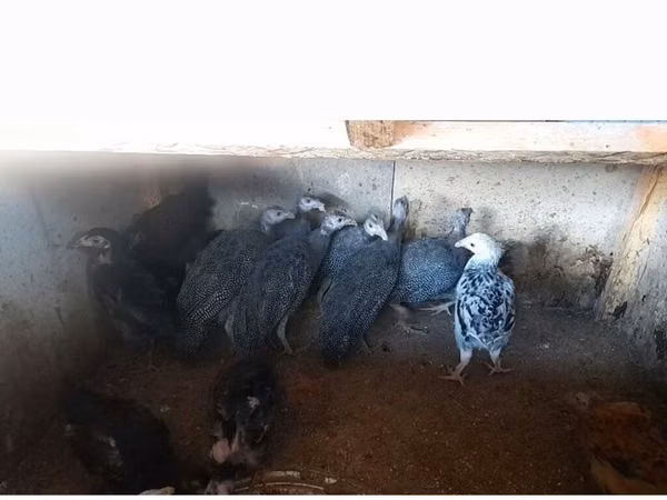 पर्ल ग्रे