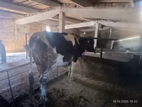 Kuh, Holstein-Rasse — Foto 1