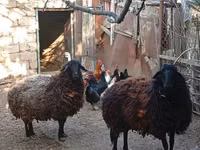 Qoʻy, Karabakh sheep — 4-rasm
