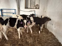 Bulle, Holstein-Rasse — Foto 3