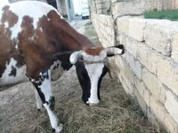 بقرة, Simmental cattle — الصورة 3