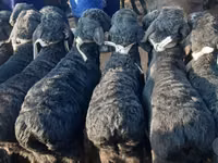 Carnero, Hissar sheep — foto 6